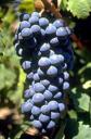 carignan.jpg