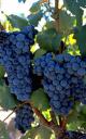 Cinsault
