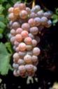grenache1.jpg