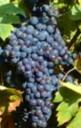 syrah.jpg